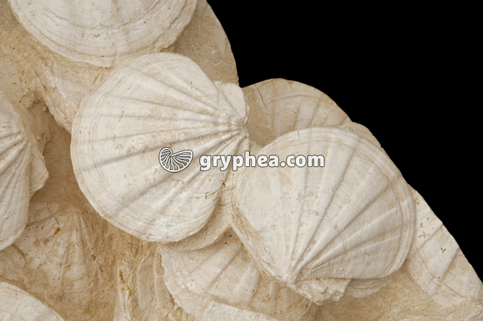 Pectens fossiles (Coquilles St Jacques) - gryphea.org